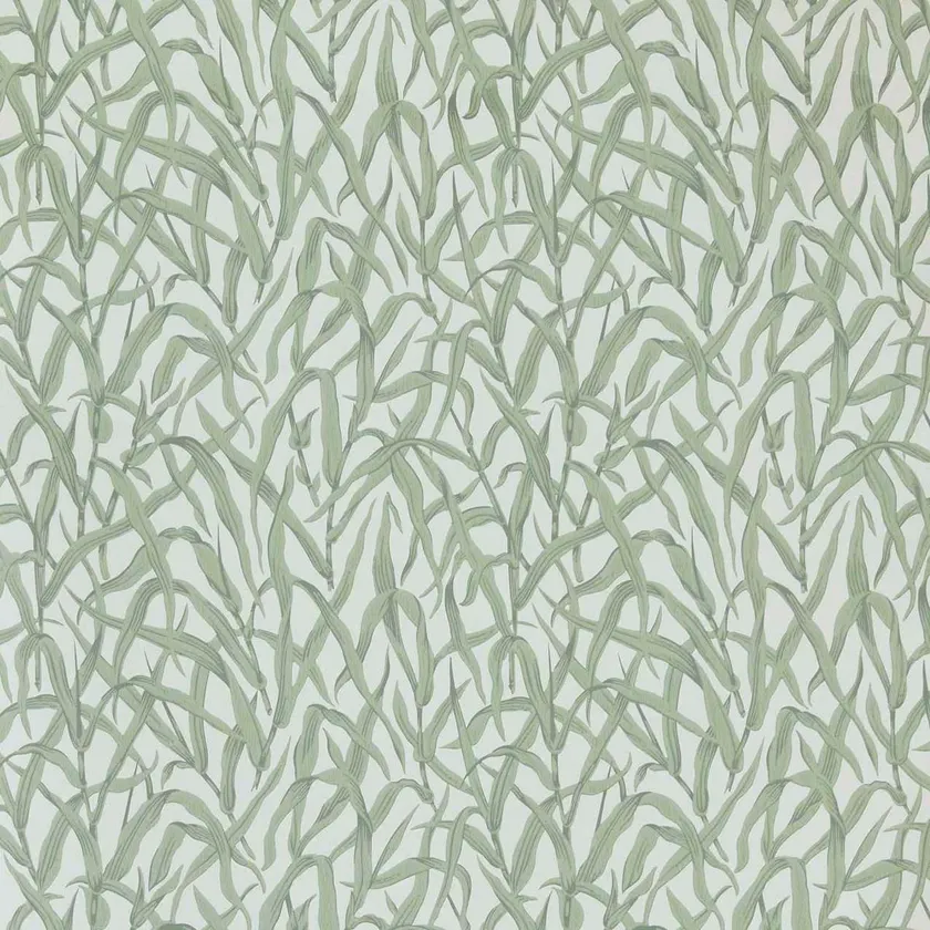 Carma - Ornamental Grasses