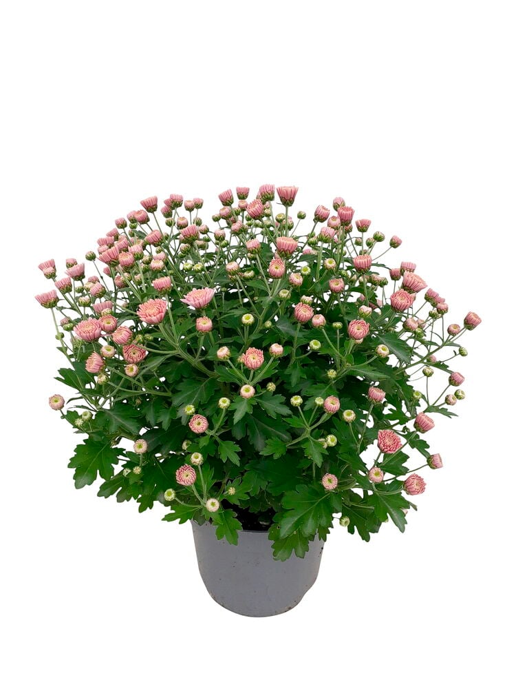 Bollkrysantemum
